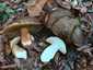 Bronzos vargánya (Boletus aereus), Őrség